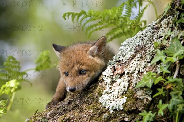 RED FOX (vulpes vulpes), PUP STANDING AT DEN ENTRANCE, NORMANDY IN FRANCE