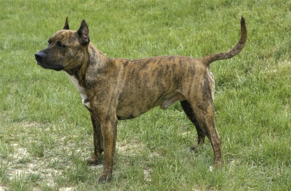 American Staffordshire Terrier, Old Standard Breed with Cut Ears