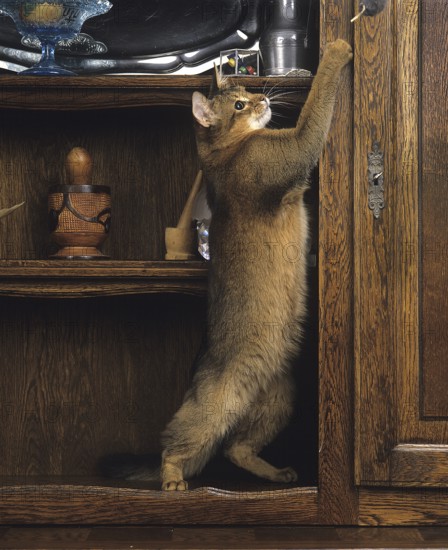 Somali domestic cat, adult standing on hind legs, playing