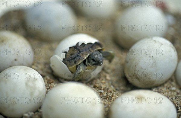 Hermann's tortoise (testudo hermanni), baby hatches from egg