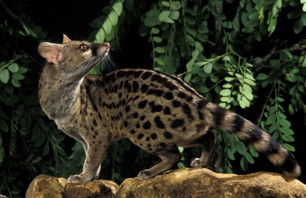 Small Spotted Genet (genetta genetta), Adult