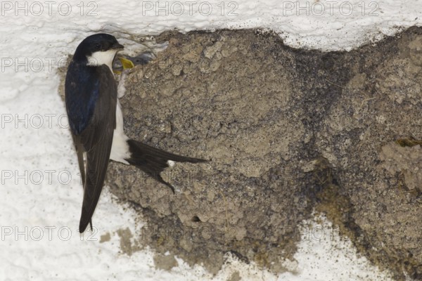 Common house martin (Delichon urbica) with young bird at nest, swallow, swallows, Germany, Europe