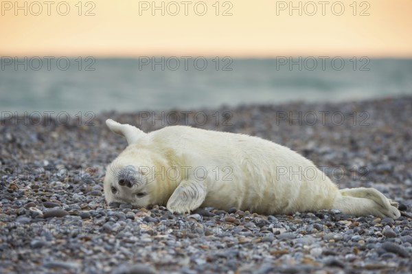 Grey Seal (Halichoerus grypus), Heligoland, Schleswig-Holstein, Germany, Europe