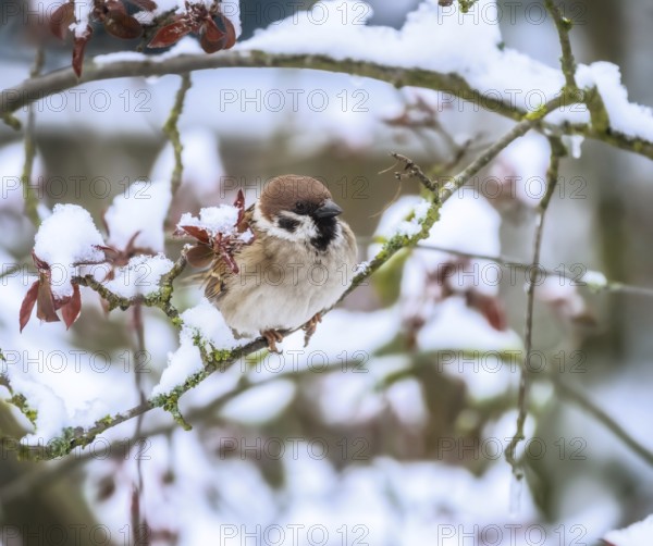 Cloeseup of a sparrow sitting on the twig of a snow covered tree