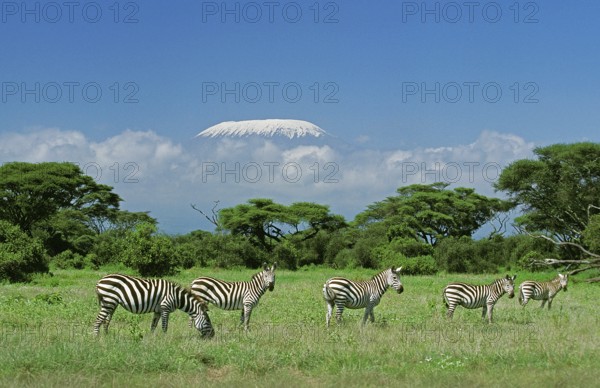 Burchell's zebra (equus burchelli), herd in savannah near Kilimanjaro, Tanzania, Africa