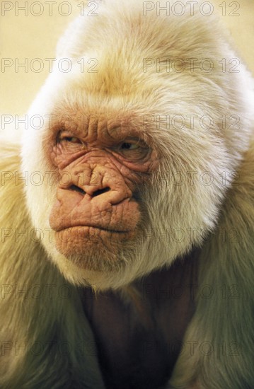 Western lowland gorilla (GORILLA gorilla gorilla) IN BARCELONA ZOO