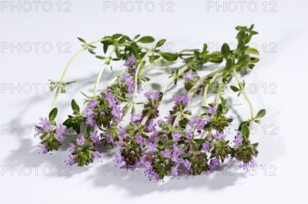 Wild thyme (Thymus serpyllum), Creeping thyme
