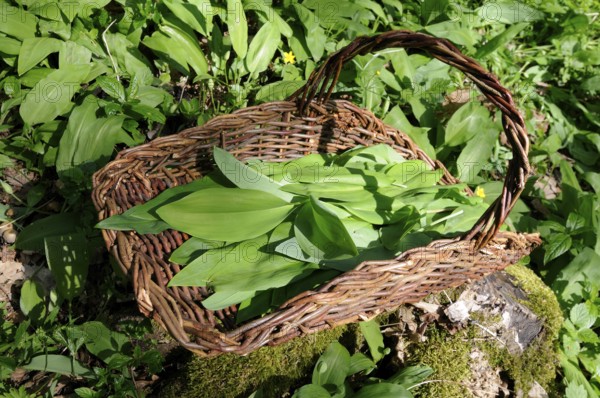 Leaves of wild garlic (Allium ursinum), lily of the valley (Convallaria majalis), autumn linseed and spotted arum (Arum maculatum) in collection basket (Colchicum autumnale), basket