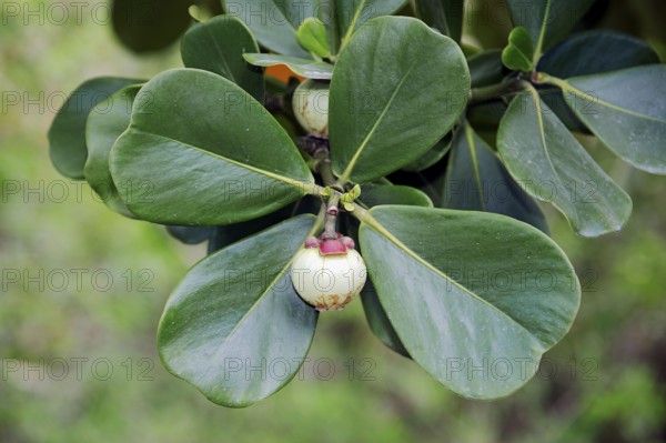 Autograph Tree (Clusia rosea), Fruit, Florida, balsam apple, Fat Park Tree, Scotch Attorney, Pitch Apple, Balsam Fig, USA, North America