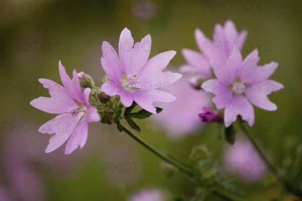 Geranium pyrenaicum (Geranium pyrenaicum) Thuringia, Germany, Europe