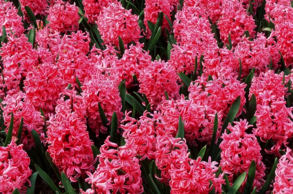 Pink pearl"