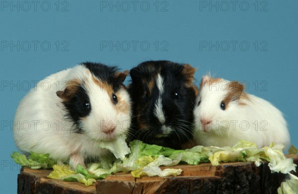 Guinea Pig pigs eat lettuce
