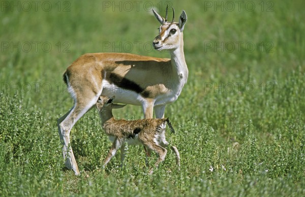 Thomson's Gazelle (gazella) thomsoni, Female with Newborn Fawn, Masai Mara Park in Kenya