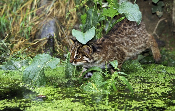 Leopard Cat (prionailurus bengalensis), Adult fishing in Swamp