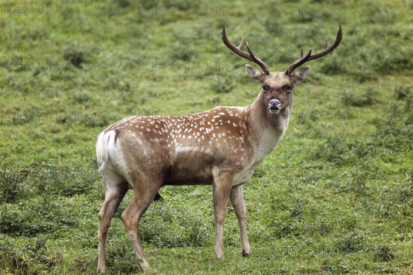 Persian fallow deer, dama mesopotamica, male on grass