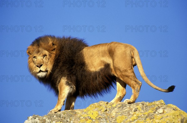 AFRICAN LION (panthera leo), MALE ON ROCK