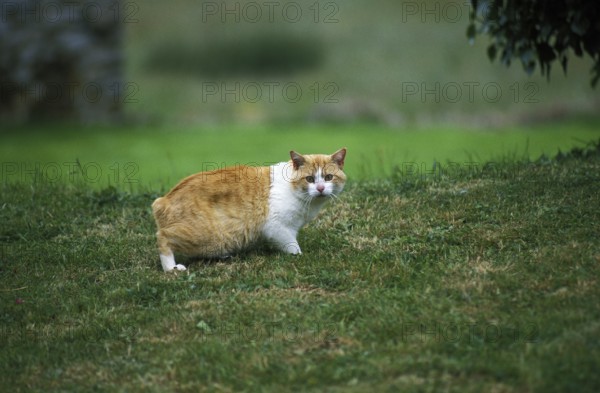 Manx domestic cat, tailless breed
