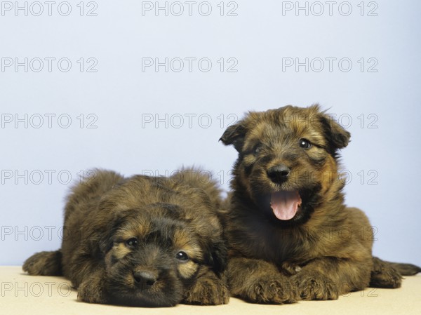 Briard dog, puppies