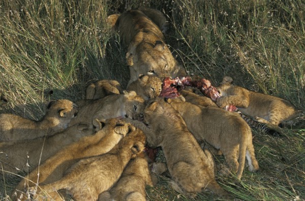 AFRICAN LION (panthera leo), FEMALE WITH CUB EATING ON ZEBRA CARCASS, MASAI MARA PARK, KENYA