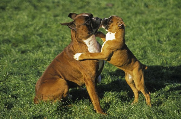 Boxer Dog (Old Standard Breed with Cut Ears), Mother playing with Pup