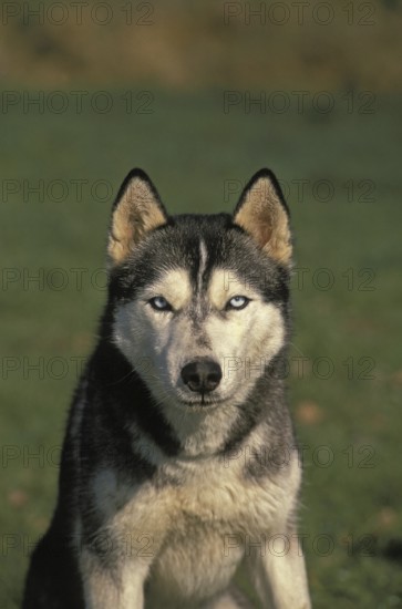 Siberian Husky Dog, Portrait of Adult
