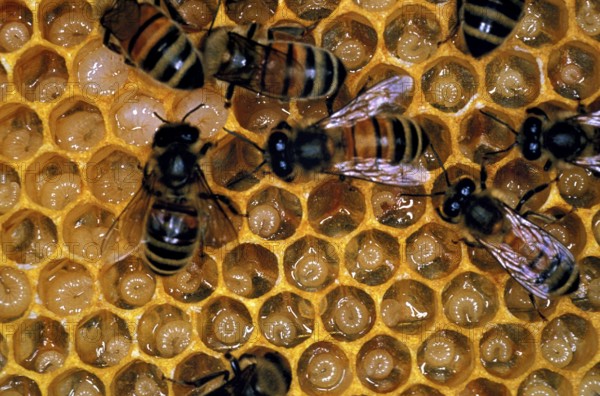 Honey Bee (apis mellifera), Worker looking after Larvae on Brood Comb, Bee Hive in Normandy
