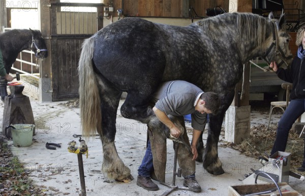 Blacksmith and Percheron, Scraping Hoof