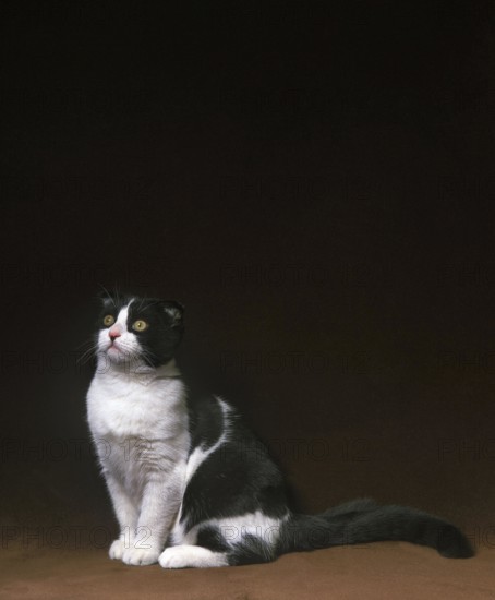 Scottish Fold Domestic Cat sitting