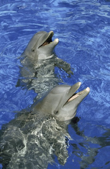 Bottlenose Dolphin (tursiops truncatus), Heads of Adult emerging from Water