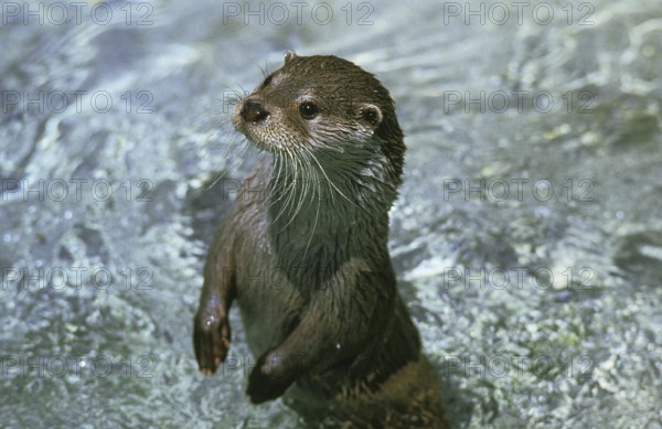 European Otter (lutra lutra), Adult standing in River