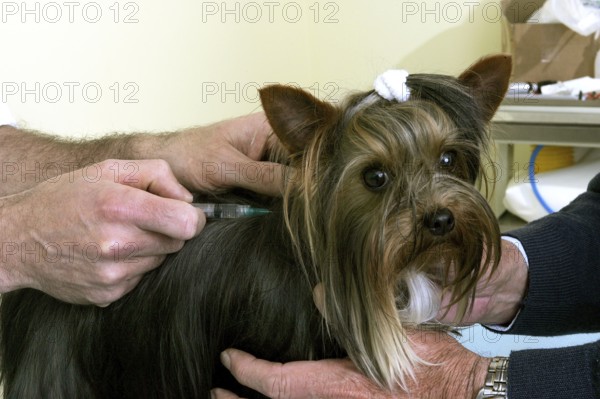 Yorkshire Terrier with Veterinary doing Inoculation