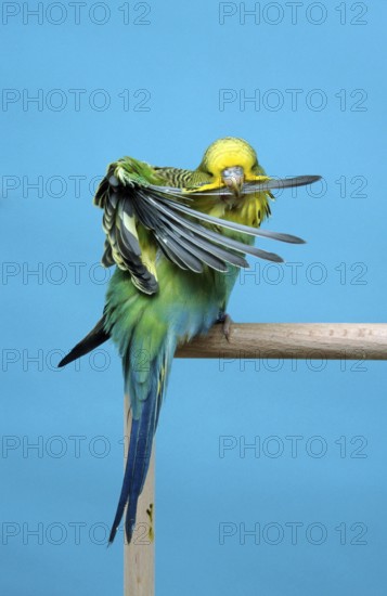 Budgerigar (Melopsittacus undulatus), young female, Budgie, wing feathers