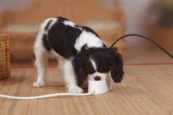 Cavalier King Charles Spaniel, puppy, tricolour, 9 weeks, multi plug, multi socket, outlet, power cord, cable, power line