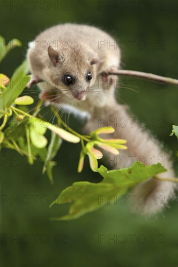 Edible dormouse (Glis glis) Rhineland-Palatinate, Germany, Europe
