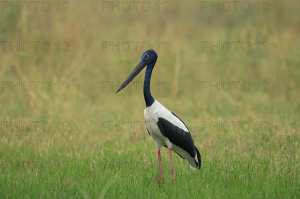 Black-necked Stork (Ephippiorhynchus asiaticus), female, Keoladeo Ghana national park, Rajasthan, India (Xenorhynchus asiaticus)