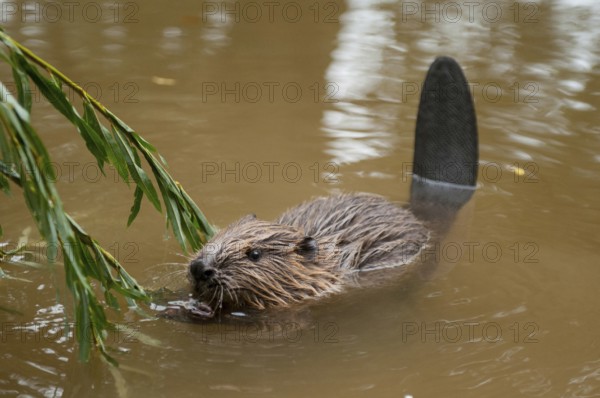 European beaver (Castor fiber), juvenile, Rosenheim, Bavaria, Germany, Europe