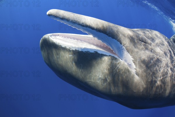 Sperm Whale (Physeter macrocephalus), mouth, Dominica, Lesser Antilles, Leeward Islands, Central America