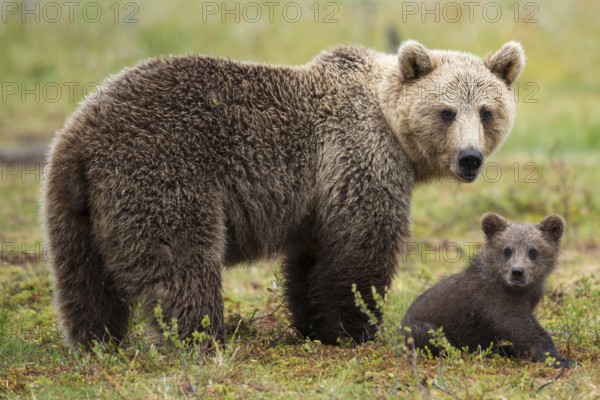 European Brown bear (Ursus arctos) female and young, Finland, Europe