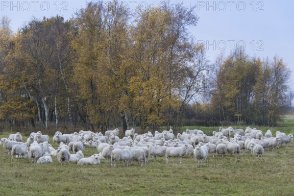 Domestic sheep, Rhehdener Gheestmoor, Rhehden, Lower Saxony, Germany, Europe
