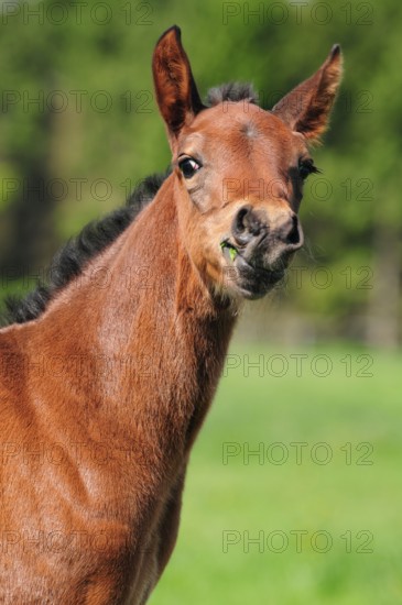 American Quarter Horse, Foal