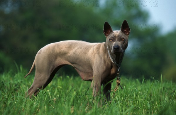 Thai Ridgeback Dog, Bitch