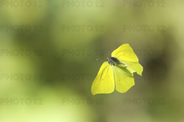 Brimstone (Gonepteryx rhamni) flying