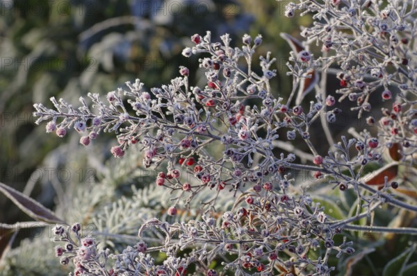 Heiliger Bambus im Winter mitRaureif, heavenly bamboo in winter with hoarfrost