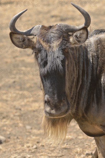 Western white-bearded wildebees (Connochaetes taurinus mearnsi), portrait, Serengeti, Tanzania, Africa