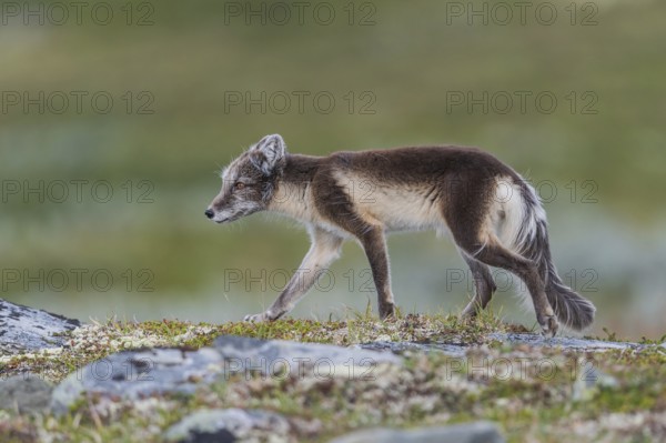 Arctic fox (Vulpes lagopus), Varanger, Northern Norway, Norway, Europe