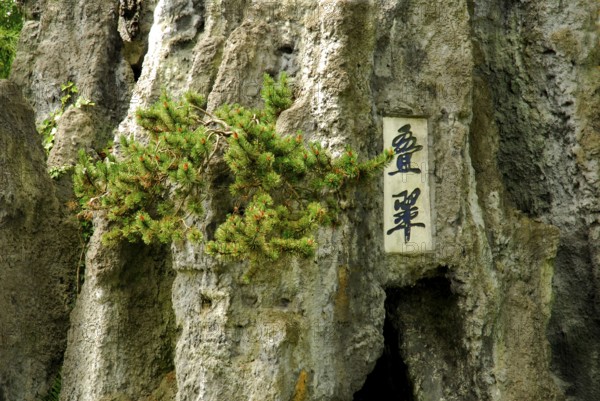 Chinese characters and pine on rocks, China garden, Zurich, Switzerland, Europe