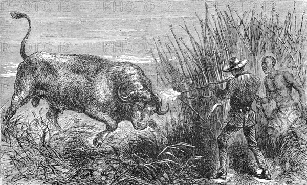 Hunting a buffalo, white hunter with rifle shoots the wildebeest, 1869, Botswana, Historic, digitally restored reproduction of a 19th century original, exact original date unknown, Africa