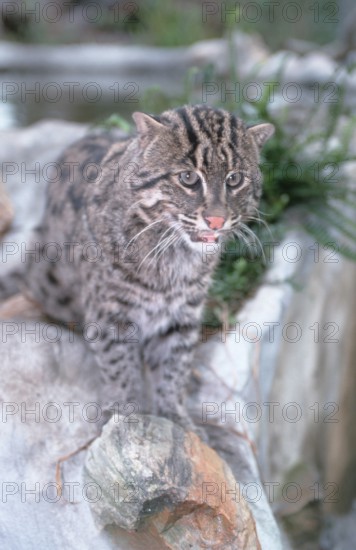 Fishing Cat (Prionailurus viverrinus) (Felis viverrinus)