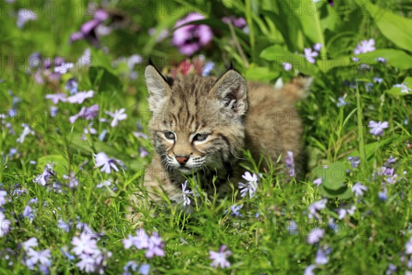 Bobcat (Lynx rufus), young animal, 8 weeks (Felis rufa)