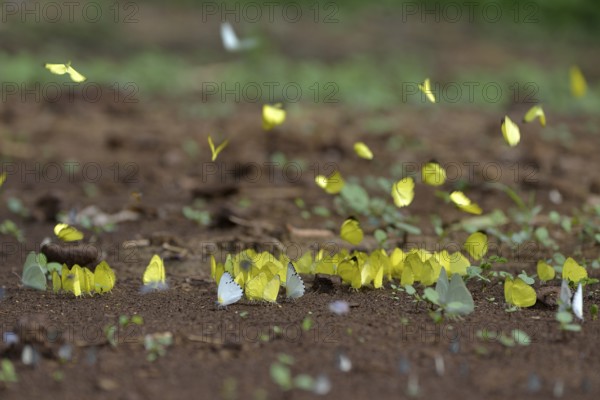 Common Grass Yellow (Eurema hecabe), Lobéké National Park, East Region, Cameroon, Africa